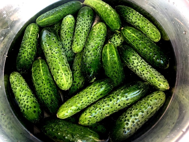 Polish shortly fermented cucumbers CookINPolish Traditional Recipes