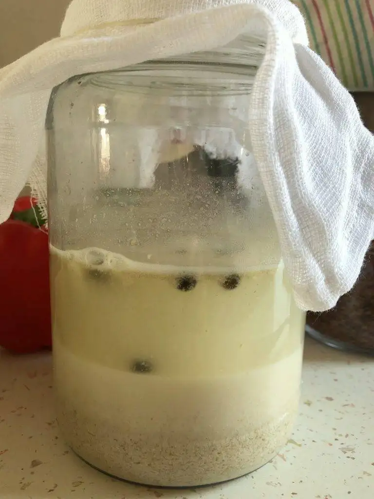 Zakwas/ Starter for rye sour soup