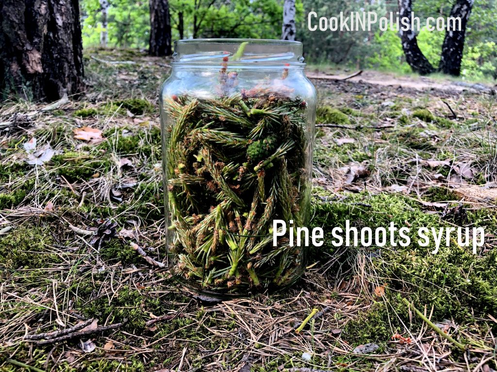 Young Pine Shoots Syrup in the preparation