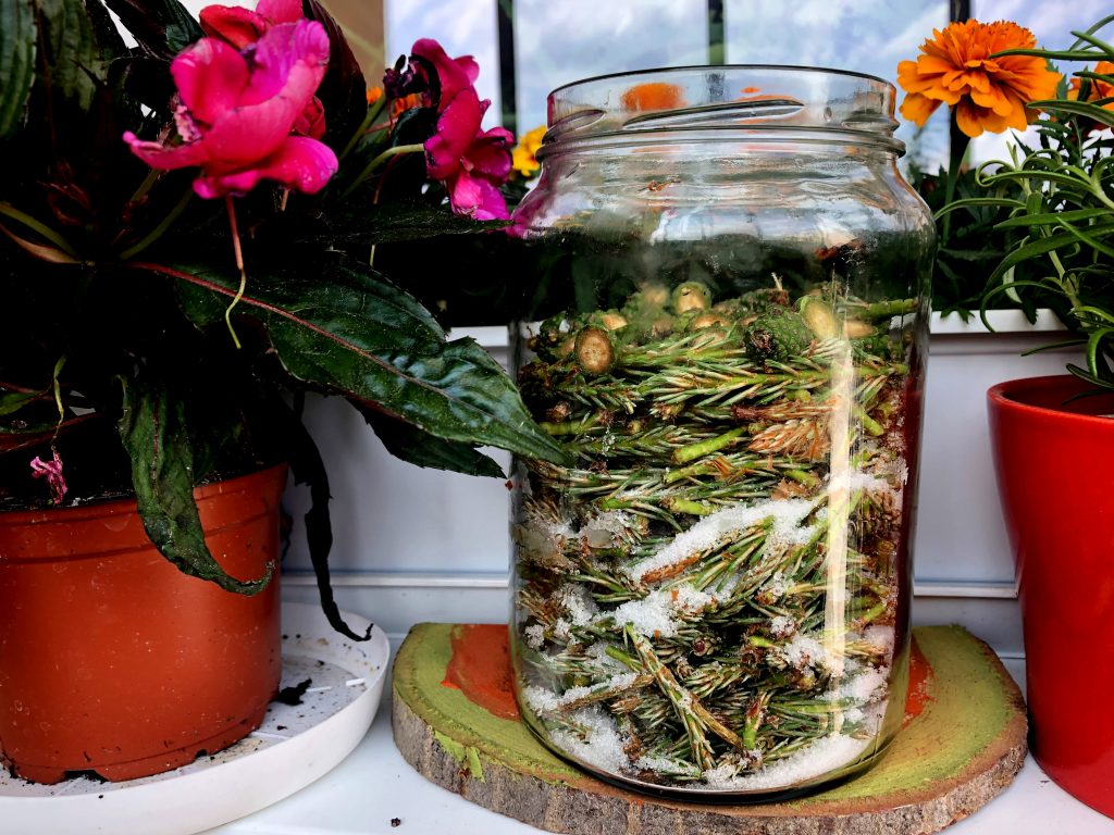 Young Pine Shoots Syrup in the preparation