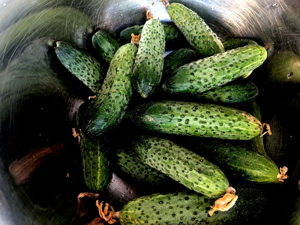 Polish shortly fermented cucumbers CookINPolish Traditional Recipes