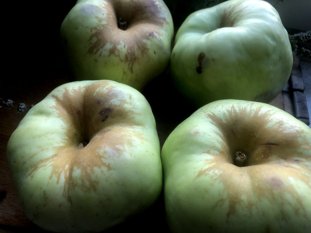 Polish Apples - Antonówka