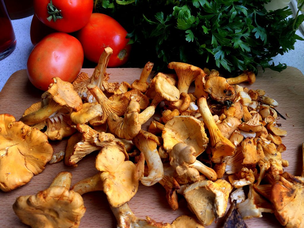Freshly picked chanterelles on the wooden board