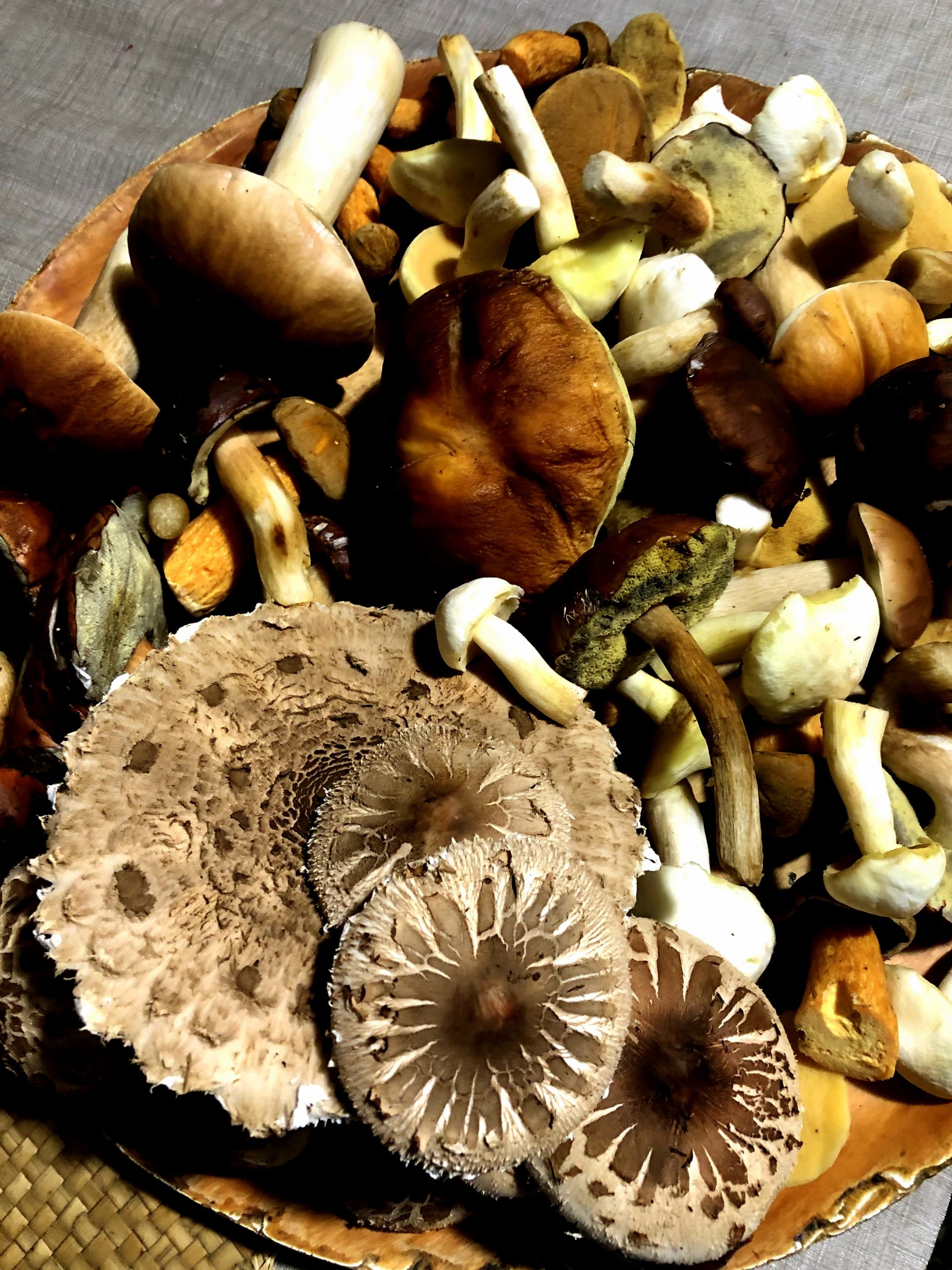 Fried Parasol Mushrooms CookINPolish Polish Food Recipes