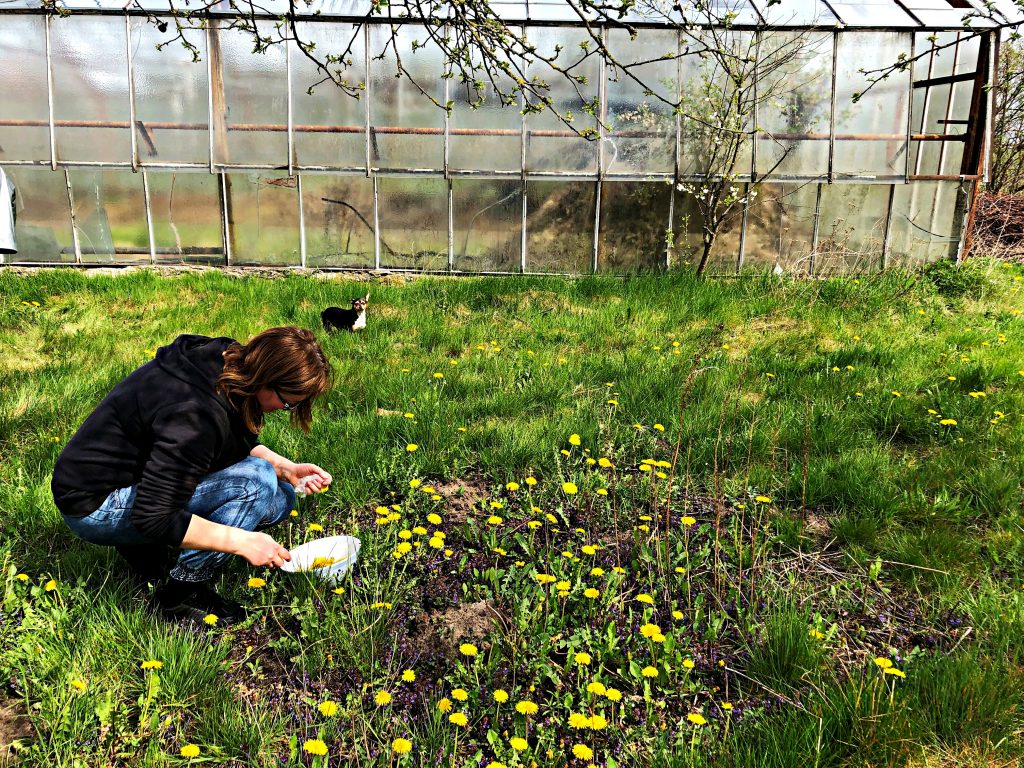 Dandelion collecting