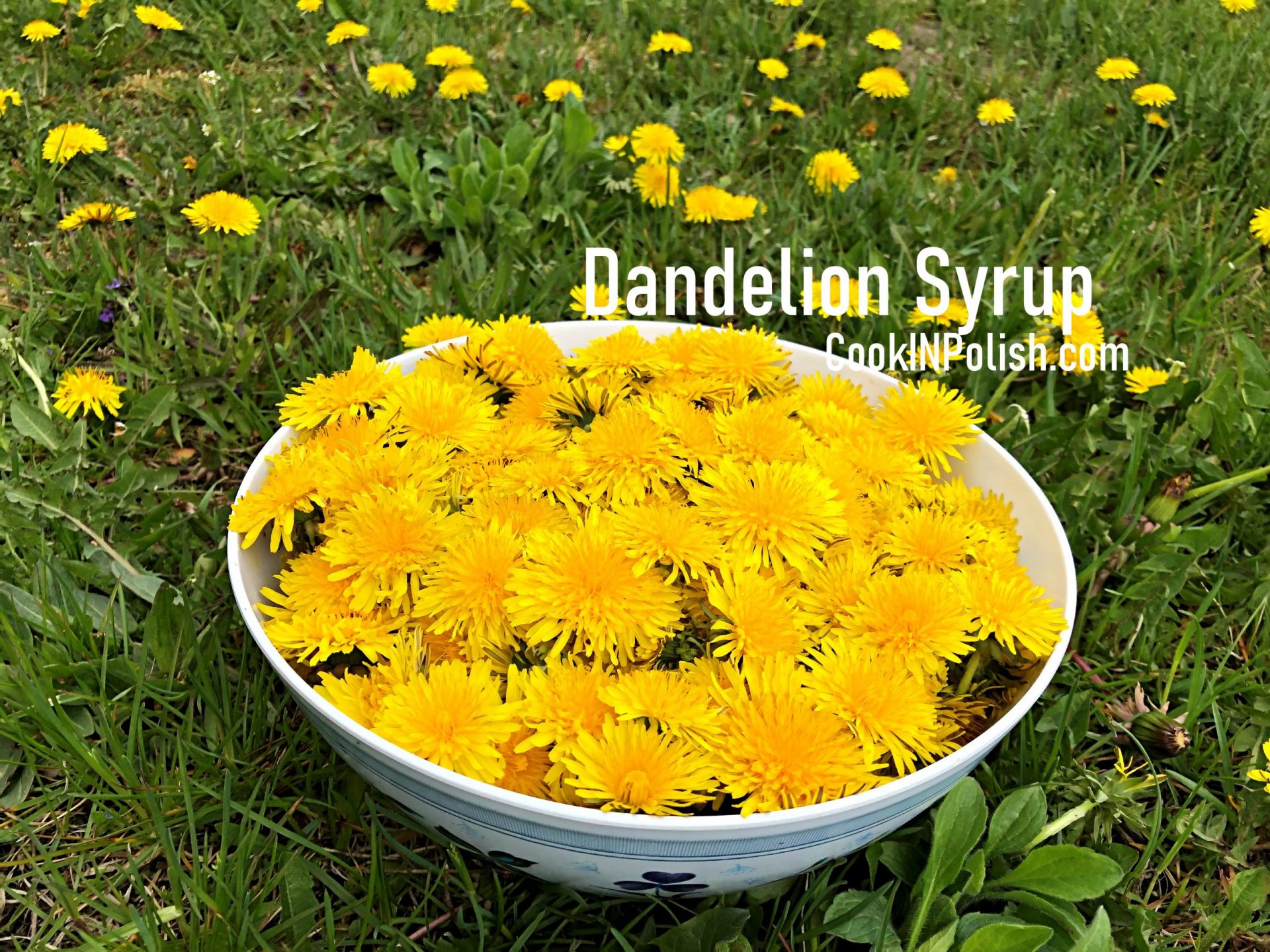 Dandelion Syrup CookINPolish Polish Food Recipes