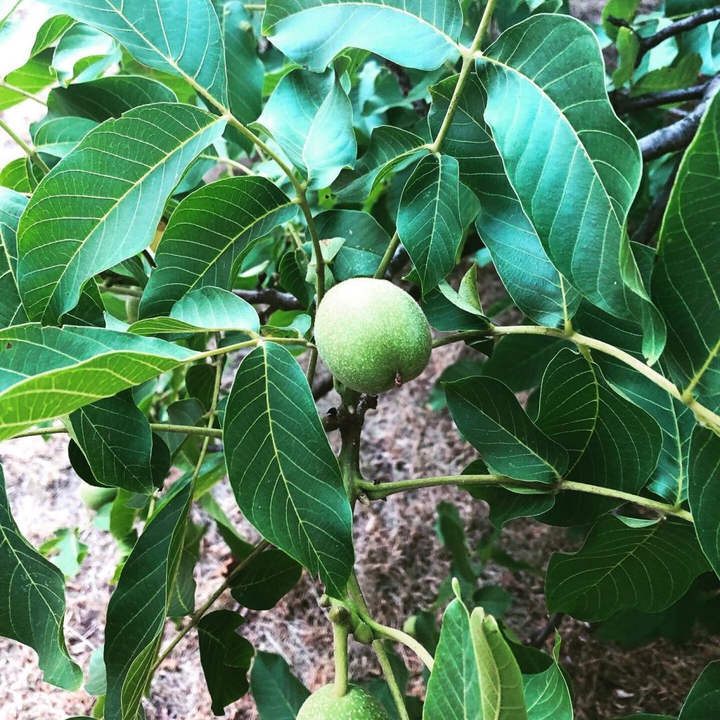 Young walnuts on a walnut tree