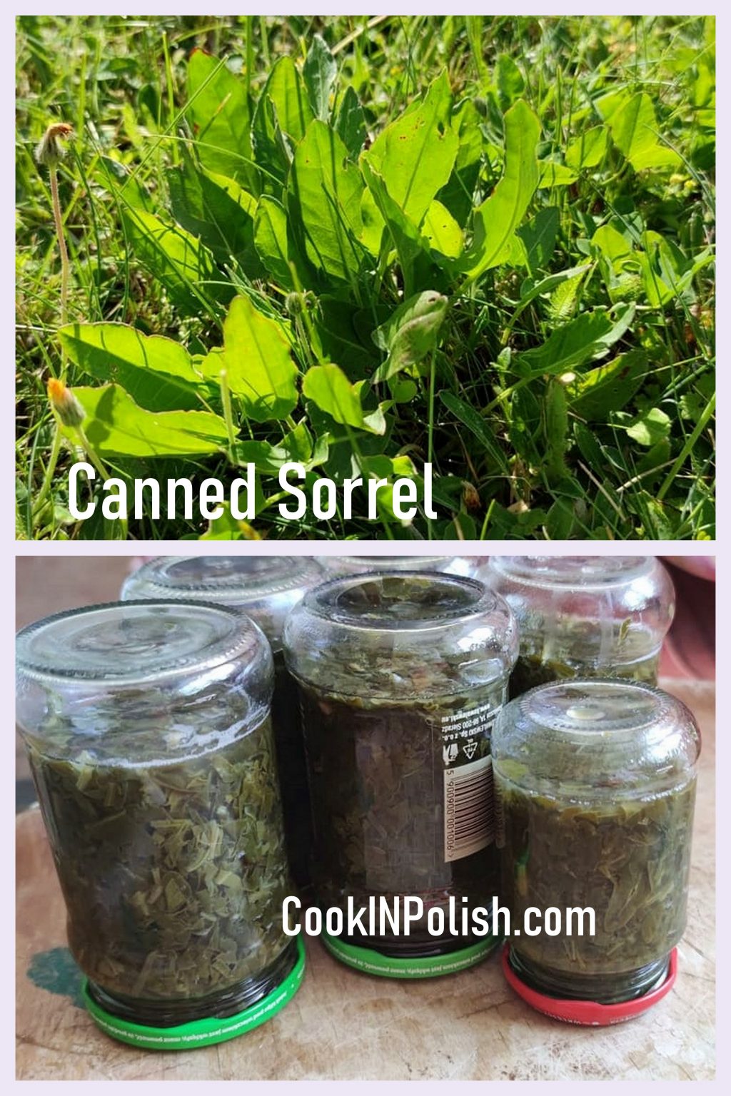 Canned Sorrel for Sorrel Soup - CookINPolish – Polish Food Recipes